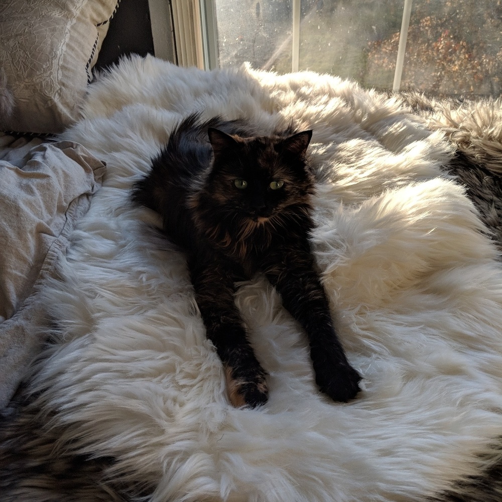 Meet your Posher, Katie